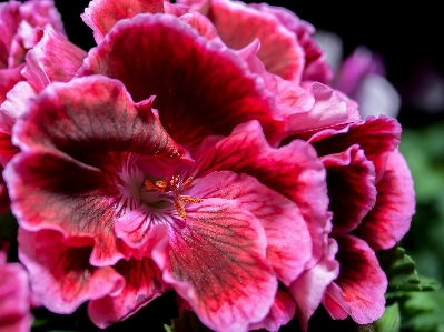 Blossom plant flower petal Photo