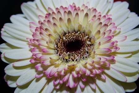 Nature blossom plant white Photo