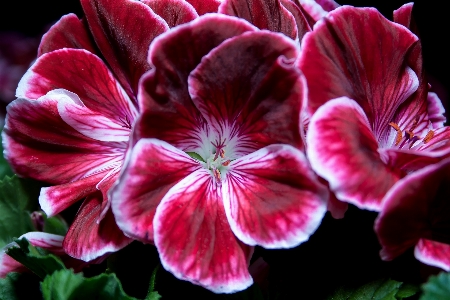 Blossom plant flower petal Photo