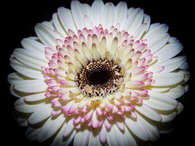 Nature blossom plant white Photo