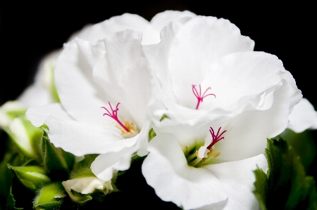 Photo Fleurir usine blanc fleur