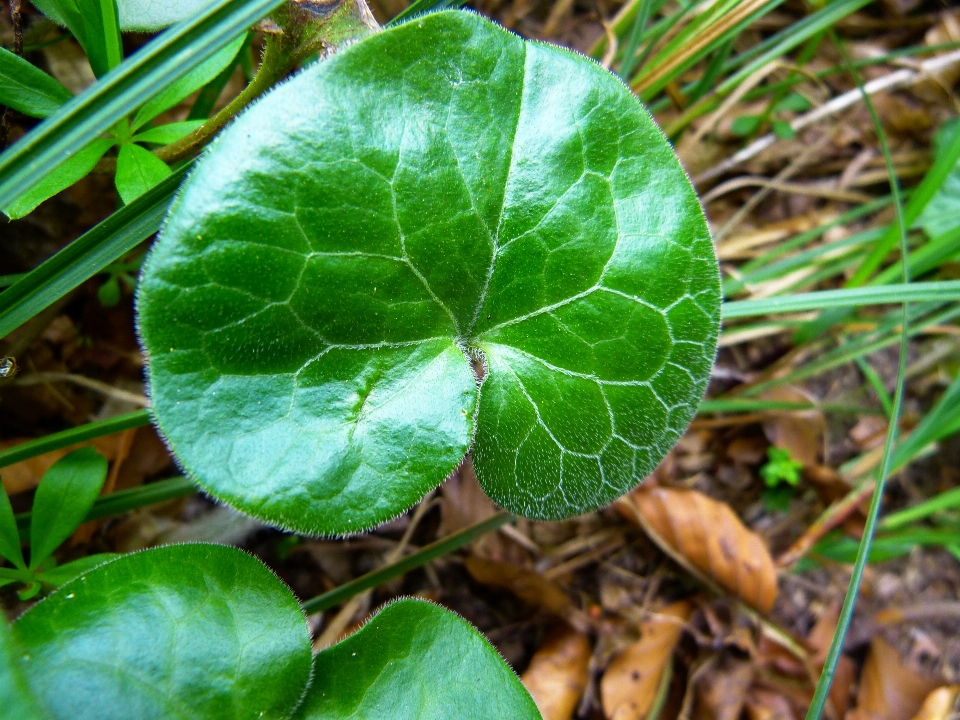 植物 头发 叶子 花