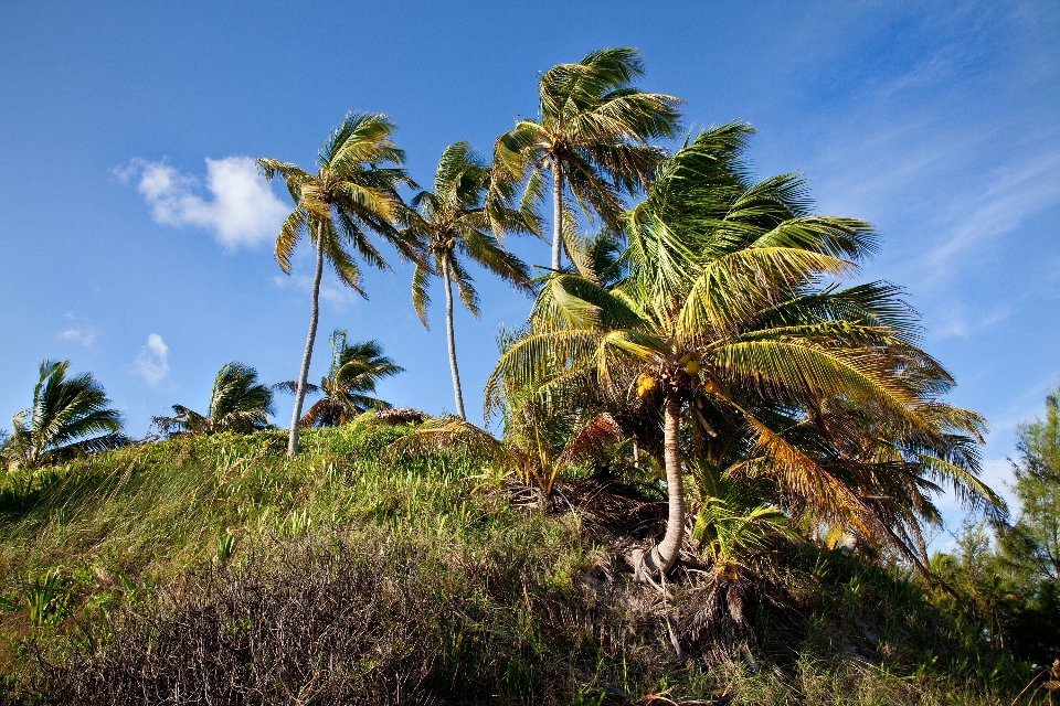 Beach sea coast tree