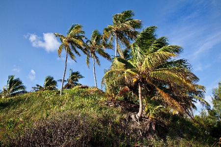 Beach sea coast tree Photo