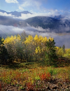 Landscape tree nature forest Photo