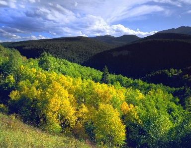 Landscape tree nature forest Photo