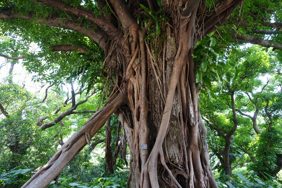 Tree forest branch plant