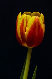 自然 植物 花 花弁 写真