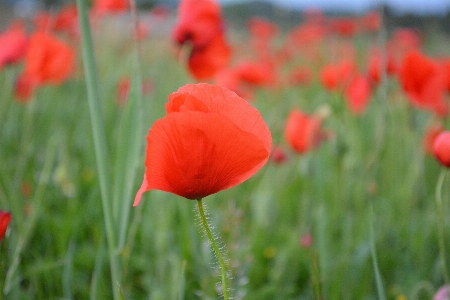 Grass plant field meadow Photo