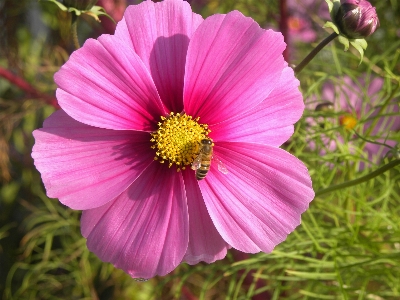 Nature blossom plant cosmos Photo