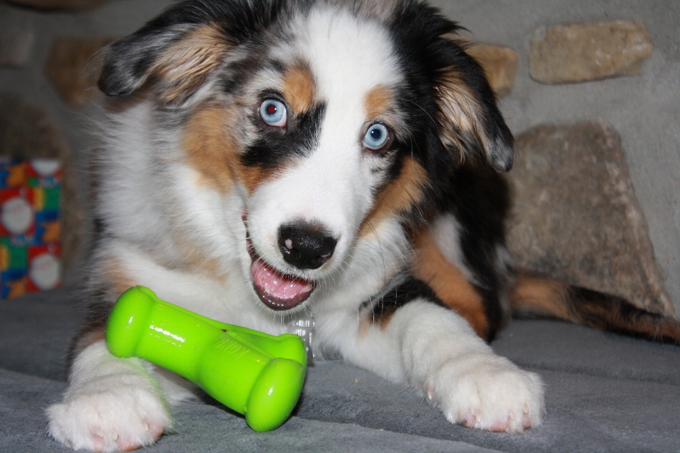 Cucciolo cane collie
 animale domestico