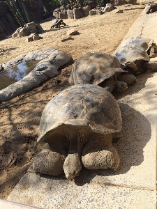 Sea old animal land Photo