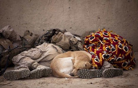 Foto Anjing anjing
 militer sedang tidur