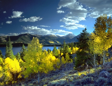 Landscape tree nature wilderness Photo