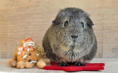 Animal pet mammal christmas Photo