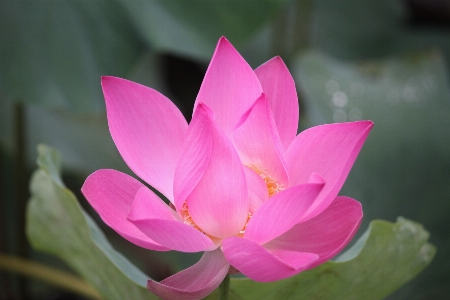 Water plant flower petal Photo