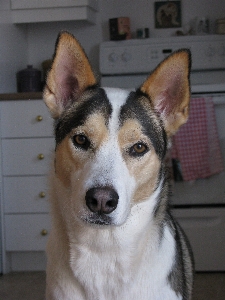 Dog portrait mammal husky Photo