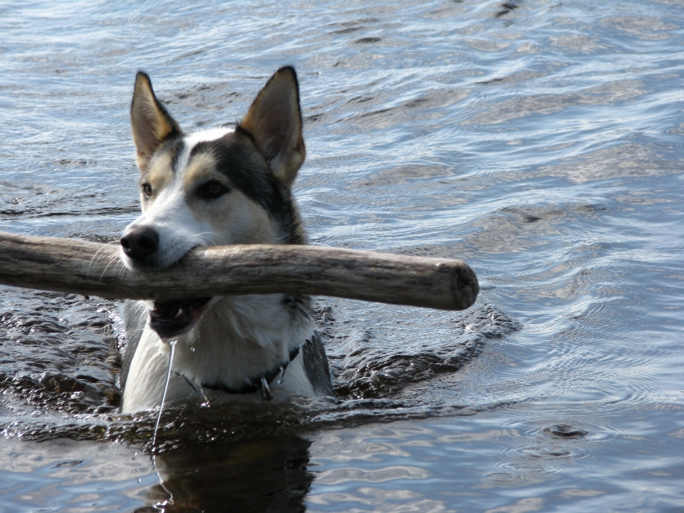 Chien nager mammifère vertébré
