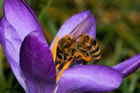 Nature blossom plant photography Photo