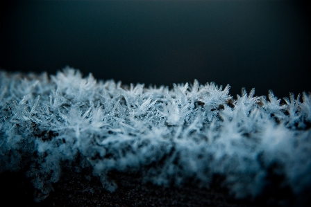 Nature branch snow winter Photo