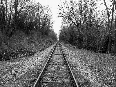 Tree forest black and white track Photo