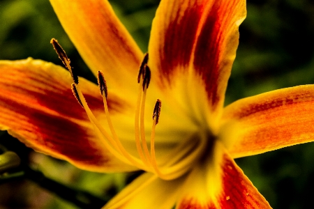 Foto Natura pianta fotografia fiore