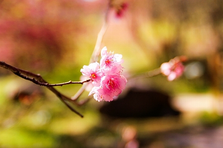 Landscape nature branch blossom Photo