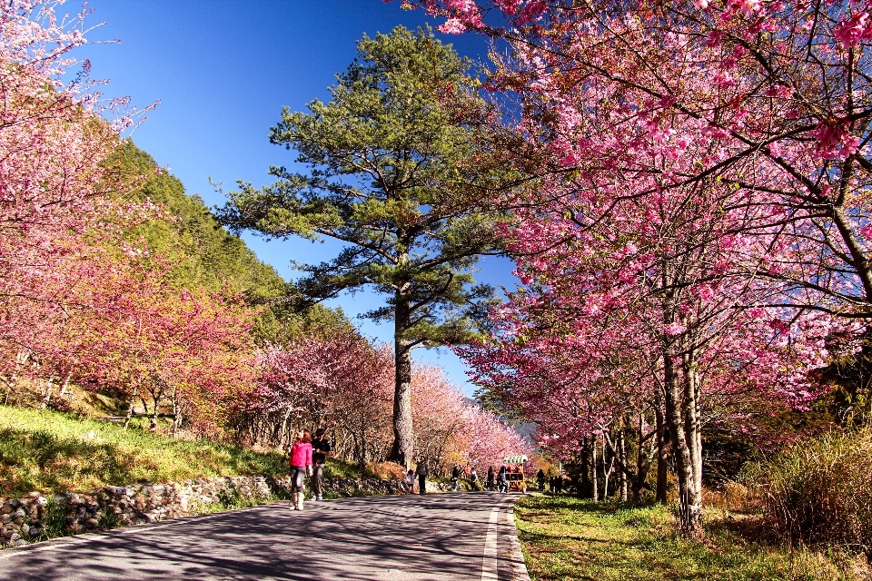 Paisaje árbol rama florecer