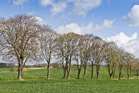 Landscape tree nature grass Photo