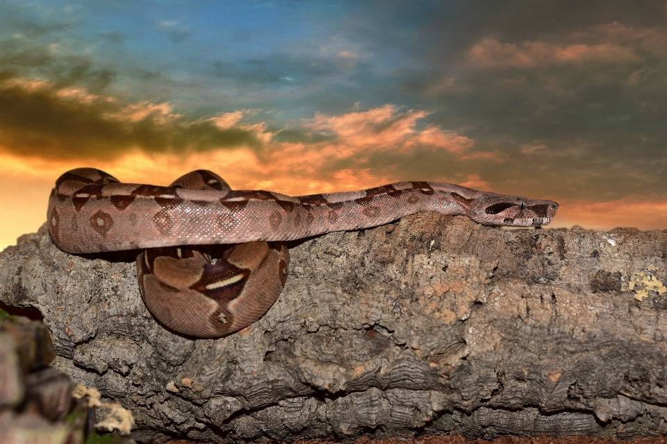 Natura rock zachód słońca zwierzę