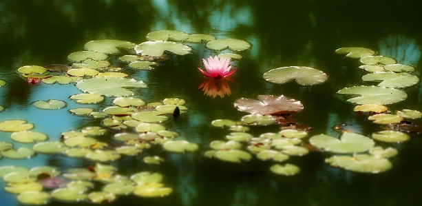 水 自然 花 植物 写真