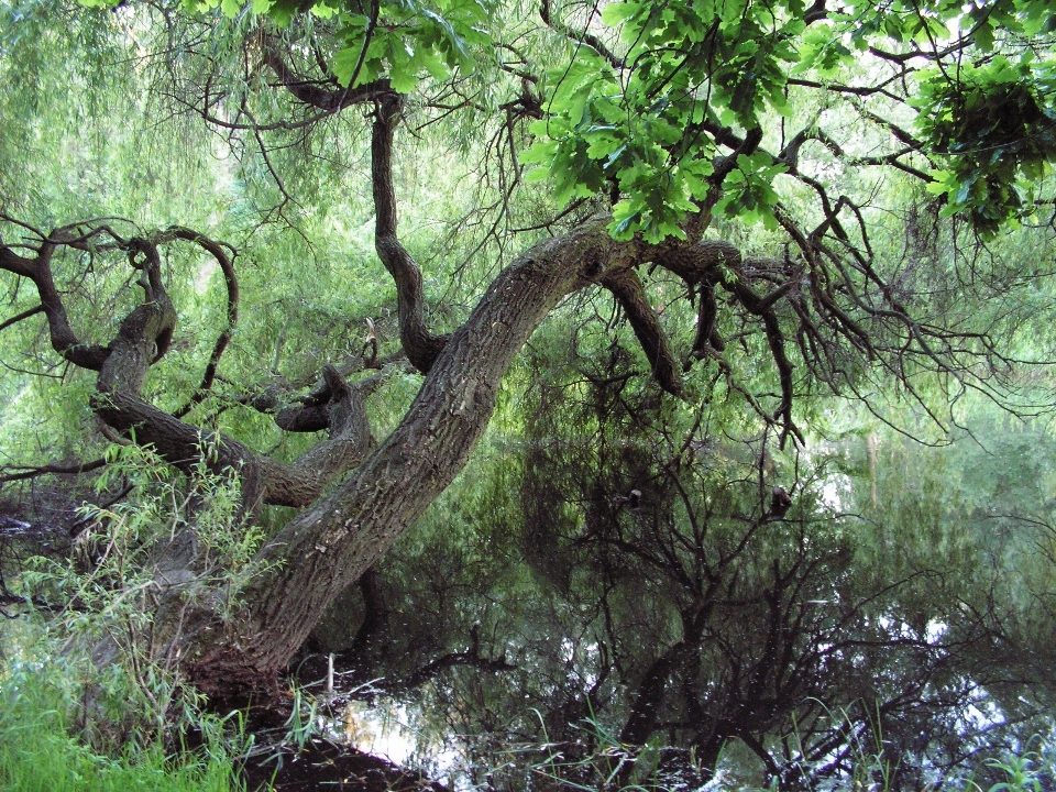 Baum natur wald sumpf