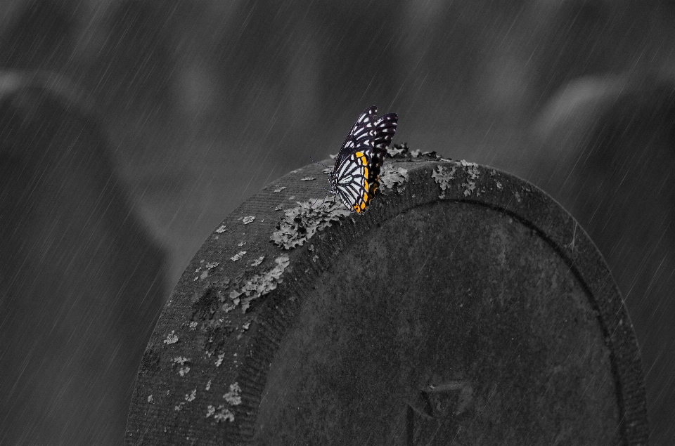 Preto e branco
 fotografia escuridão
 borboleta