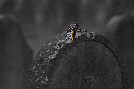 Foto Preto e branco
 fotografia escuridão
 borboleta