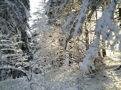 Landscape tree forest wilderness Photo