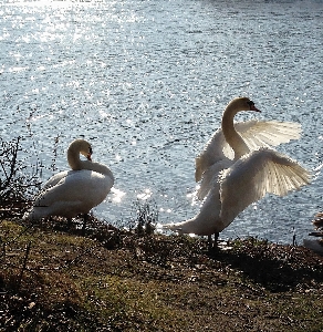 Water nature bird wing Photo