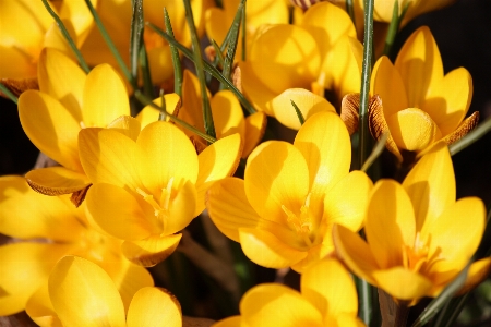 Foto Fiore pianta luce del sole petalo