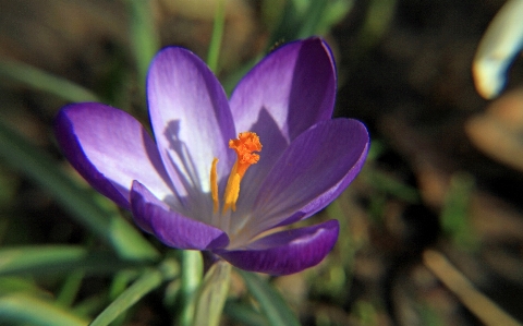 Foto Florescer plantar flor roxo