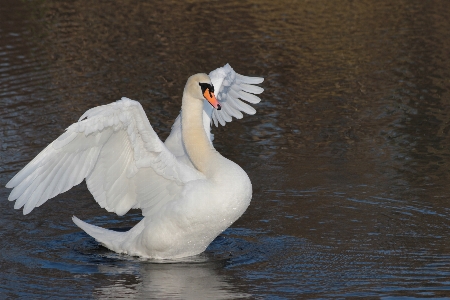 自然 鳥 羽 野生動物 写真