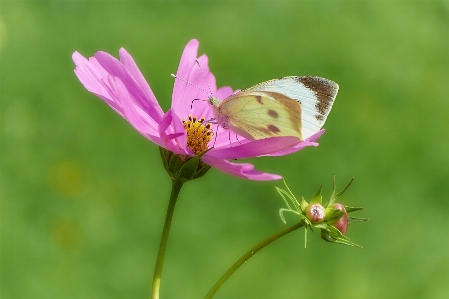 Foto Natureza florescer asa plantar