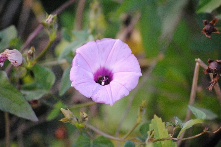 Nature blossom plant white Photo