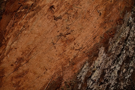 Rock structure wood texture Photo