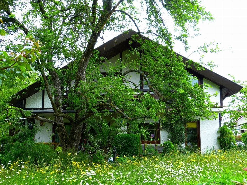 木 自然 芝生 草原
