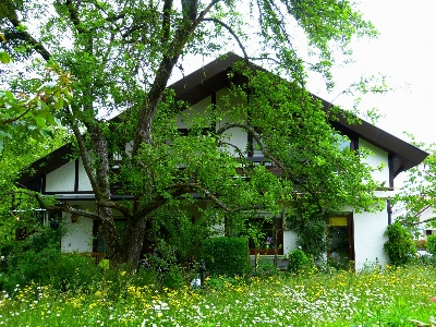 木 自然 芝生 草原
 写真