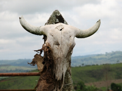 Foto Pohon satwa margasatwa klakson