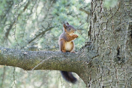 Tree nature branch animal Photo