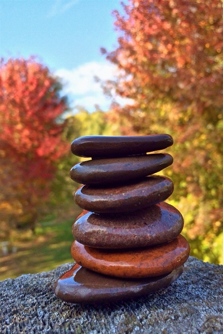 Baum natur gras rock