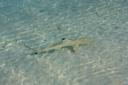 Sea sand underwater biology Photo