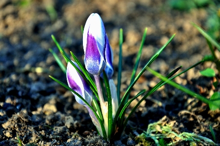 Photo Nature herbe usine champ