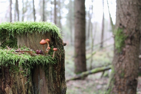 Baum natur wald zweig Foto